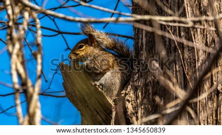 Squirrel in a tree in North Carolina USA