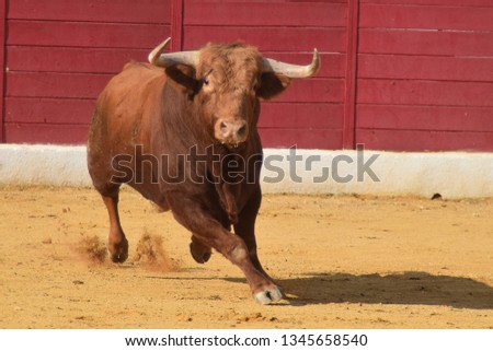 spectacular spanish bull Royalty-Free Stock Photo #1345658540