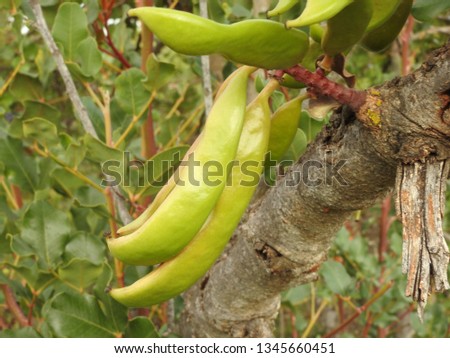 Carob tree (Ceratonia siliqua) in sunlight with fruit stems hanging on branches in  national park TAZAKKA - morocco