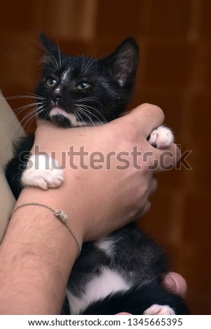 little cute black and white home kitten in hand