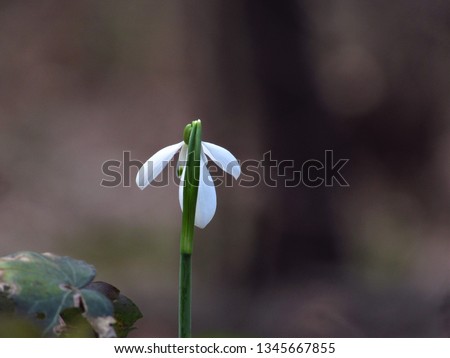 Sweet flower snowdrop