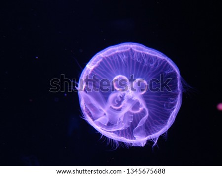 Jellyfish floating in the space