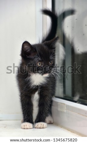 cute black with white little kitten on white background