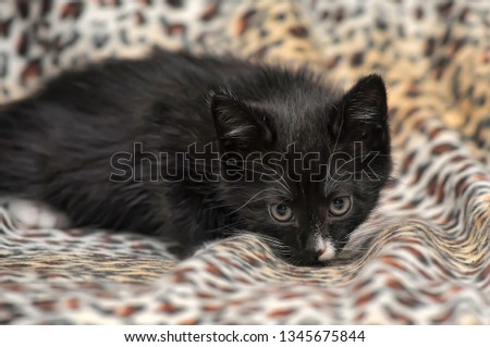 black and white fluffy kitten on a leopard background