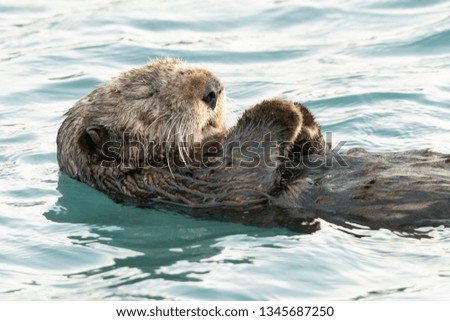 Sea Otter taking a nap