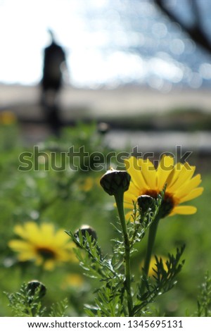Daisies in a green field close to the beach , and a silhouette in the background                     
