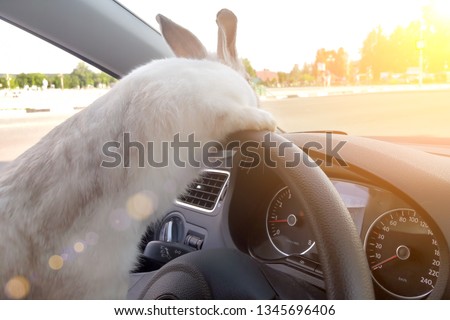 Rabbit drives a car, he is at the driver`s seat behind the steering wheel. Hare driver.. White Easter bunny rides to give gifts. Rabbit in the car 