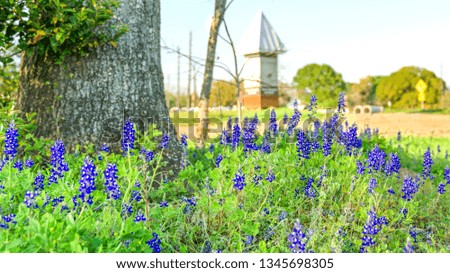 A field of wildfrlowers on a sunny spring day.