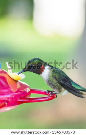 Close-up photo of beautiful male ruby-throated hummingbird resting on and drinking from hummingbird feeder.  Select shallow focus with blurry background.