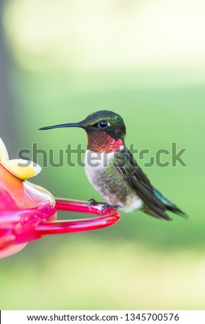 Close-up photo of beautiful male ruby-throated hummingbird resting on and drinking from hummingbird feeder.  Select shallow focus with blurry background.