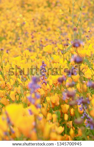 Southern California Wildflower Poppy Fields Super Bloom