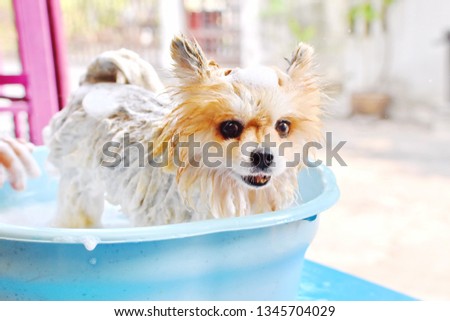 Pretty Pomeranian dog bathing in light blue bucket in house blurred outside space background, brown small pet stand, smile with shampoo bubble, happy cleaning dog in summer season concept