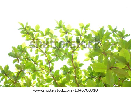Green leaves isolated on white as an ornate panoramic nature border 