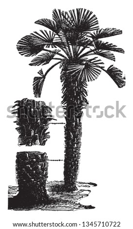 A picture of Chamaerops Humilis Palm tree. It is a bushy evergreen palm that produces a medium-sized shrub, often without stem or multiple stem, vintage line drawing or engraving illustration.