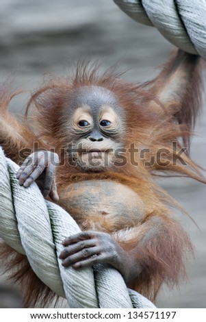 A young orangutan after square meal.