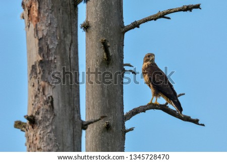 The bird  of prey Common eurasian Buzzard (buteo buteo) sits on a old dry tree branch and watches around, blue sky background