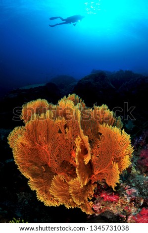 myanmar underwater image