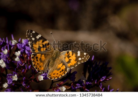 Close up of yellow butterfly in spring 