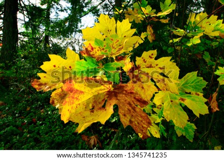 a picture of an exterior Pacific Northwest forest with big leaf maple trees