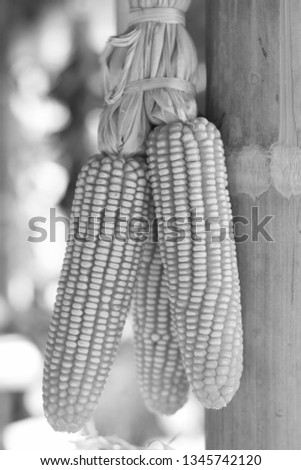Photos of white, black, dry corn pods that farmers kept for breeding
