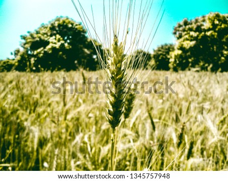 This picture about Wheat . 