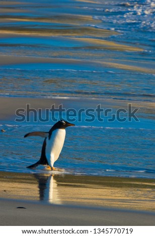 Gentoo Penguin enters the sea at first light in the Falkland Islands.  The light patterns of blue and gold make for a striking image.