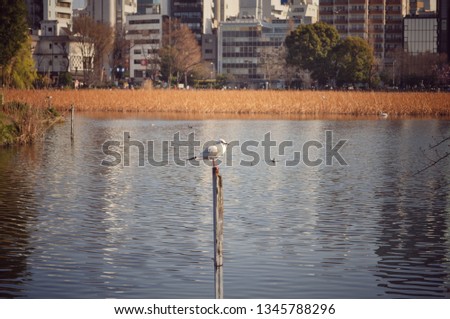 Shinobazu pond: A bird with with buildings in the background, Ueno park, Tokyo, Japan