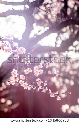 This is the red plum flower of Tongdosa Temple in Korea this spring.