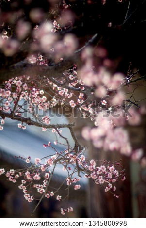 This is the red plum flower of Tongdosa Temple in Korea this spring.