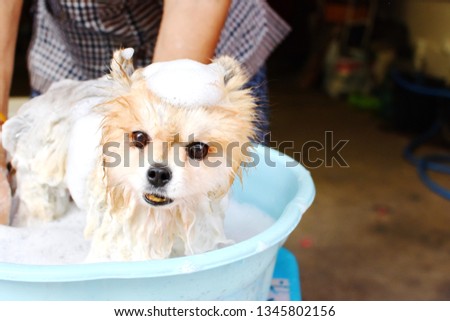 Elderly woman use her free time to be useful by cleaning small Pomeranian dog by herself at home, crop picture half body adult female, wet pet with bubble soap in blue bucket, happy time concept