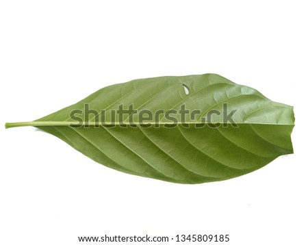 Morinda Citrifolia or noni leaves for health. Close-up green leaves isolated on white background. 