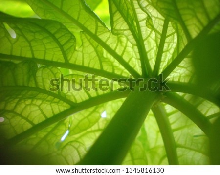Tropical green papaya leaf photography