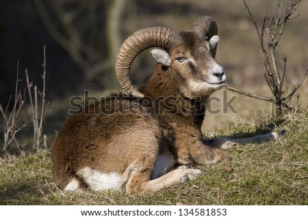 Mouflon's resting in natural areas AWD, Netherlands Royalty-Free Stock Photo #134581853