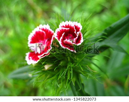 Flower carnation Turkish, Dianthus barbatus, Some blooming Turkish red carnations on the blurred background of green leaves, Inflorescence of small carnations growing in the garden