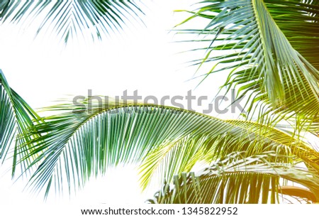 Detail of coconut trees with soft light background or vintage style.
