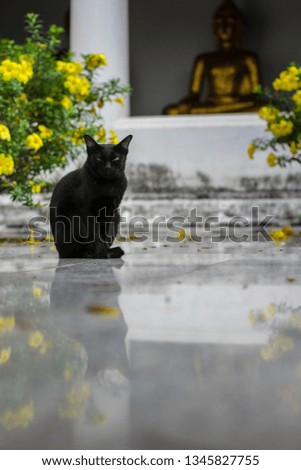 A black cat Sitting on the floor