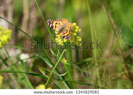 a butterfly sits in the grass