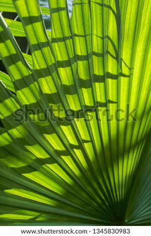 Tropical palm leaves, floral pattern background, real photo