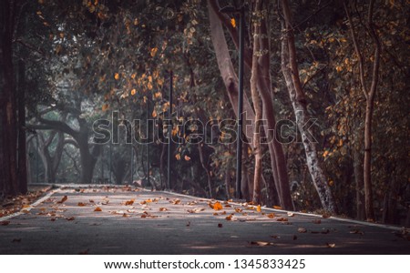 Vintage images of leaves falling on a small pathway in a park without people.