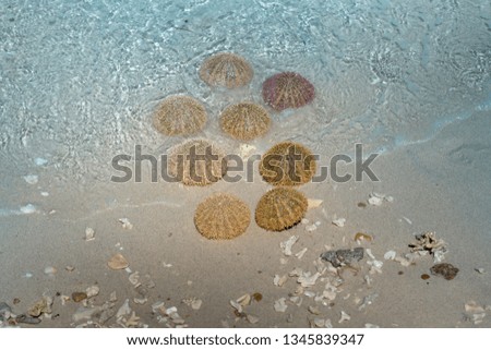 Colorful Sea Urchins On The Shore