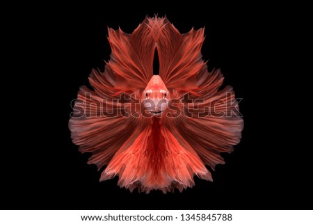 "Halfmoon Betta" capture the moving moment beautiful of siam betta fish in thailand on black background