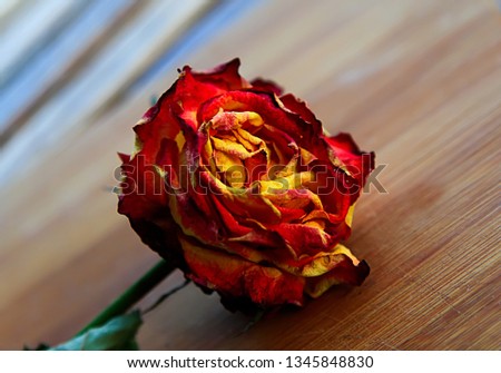 Art photo Red rose petals closeup. Rose Flower on the red natural blurred background with clipping path. For design, texture, background. Nature image. - Image
