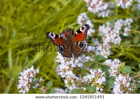 Peacock butterfly on oregano or mint flowers