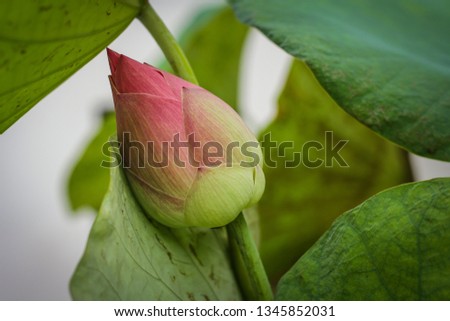 
Lotus flowers that are not blooming and have a lotus leaf background.