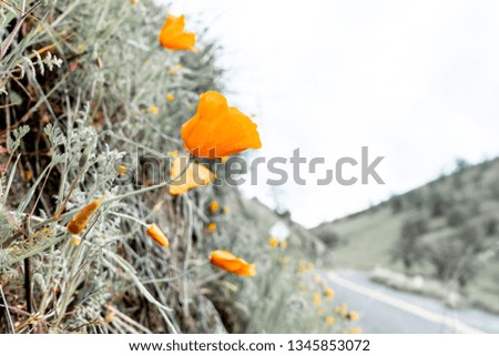 Vibrant orange California Poppies on a hillside with a road to the right. Primarily black and white with orange