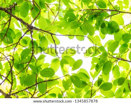 Backlit tree leaves in home flower garden on sunny day with white background.