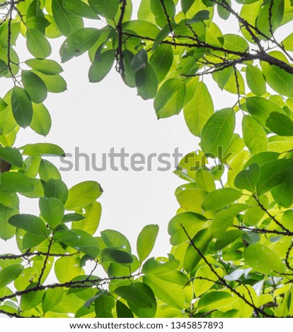 Backlit tree leaves in home flower garden on sunny day with white background.