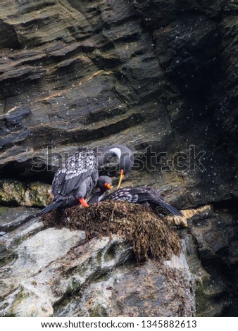Couples of Lille cormorant in a cliff, Humboldt Penguin National Park in Punta de Choros, Chile. La Serena