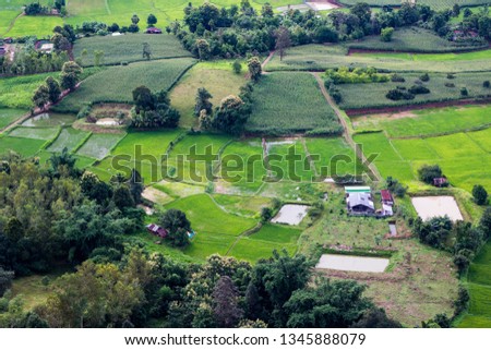 
Picture of a rice field plot from a high angle.