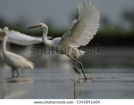 great egrets in action catch little fish 